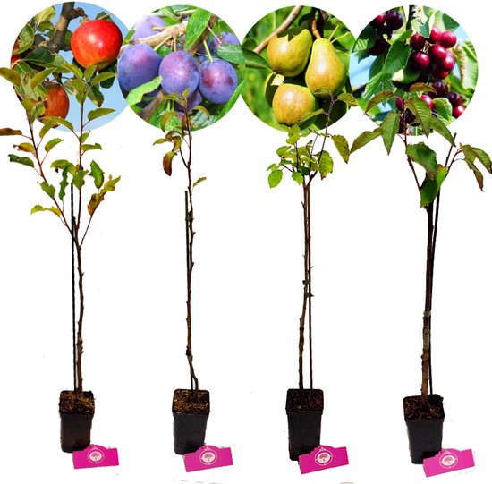 Set van 4 fruitbomen - 1 Appel, 1 Peer, 1 Kers, 1 Pruim - Hoogte 60cm - 9cm pot - Mix A