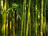 Fotobehang - Aziatische bamboebos.