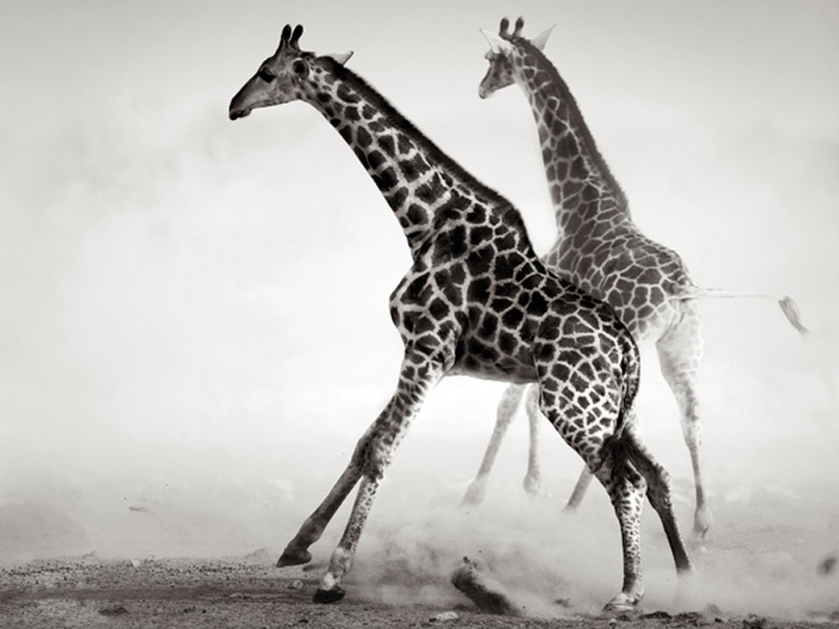Fotobehang - Giraffen.