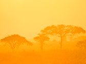 Fotobehang - Orange savanna.