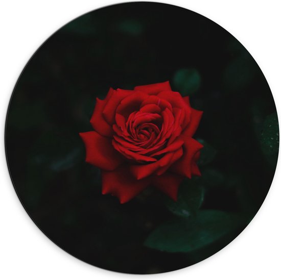 WallClassics - Dibond Muurcirkel - Prachtige Rode Roos - 70x70 cm Foto op Aluminium Muurcirkel (met ophangsysteem)