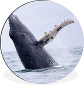 WallCircle - Wandcirkel - Muurcirkel - Bultrug walvis in de oceaan bij Costa Rica - Aluminium - Dibond - ⌀ 60 cm - Binnen en Buiten