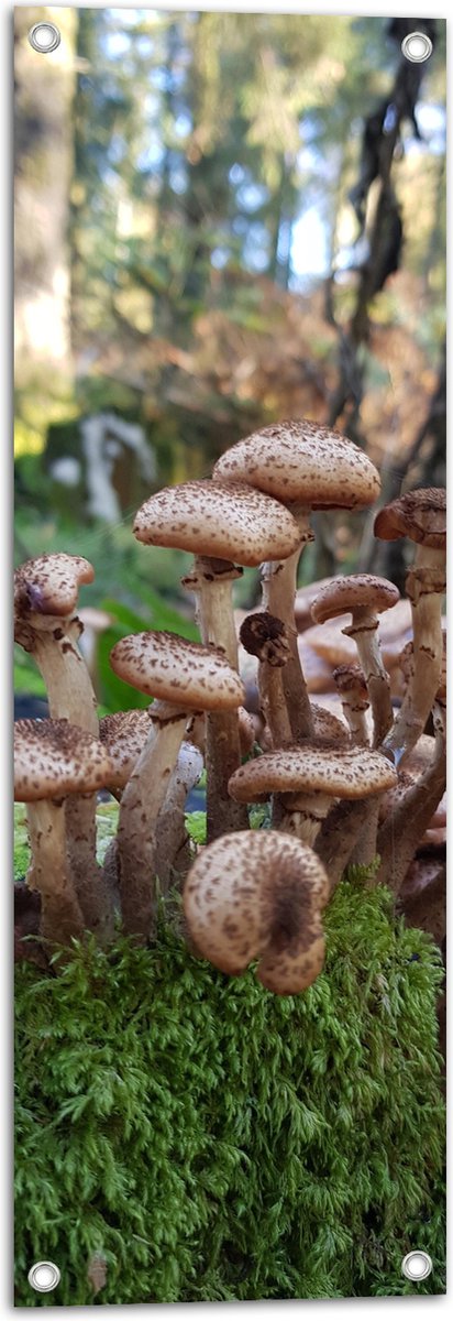 WallClassics - Poster de Jardin - Tas de Champignons Bruns sur Mousse -  30x90 cm Photo