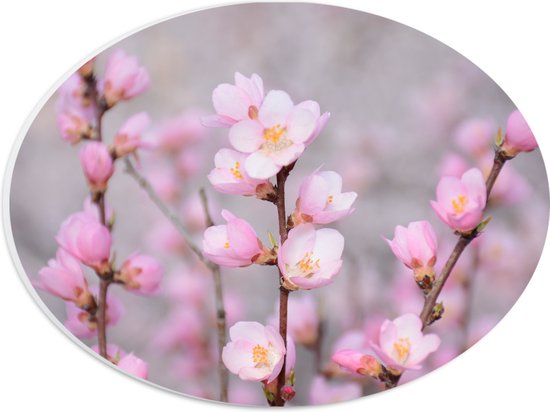 WallClassics - PVC Schuimplaat Ovaal - Kleine Roze Sakura Bloem - 28x21 cm Foto op Ovaal  (Met Ophangsysteem)
