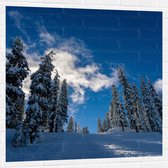 WallClassics - Muursticker - Hoge Smalle Bomen in de Sneeuw met Zon - 100x100 cm Foto op Muursticker