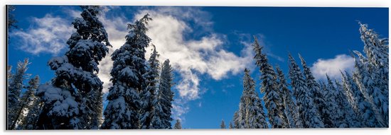 WallClassics - Dibond - Hoge Smalle Bomen in de Sneeuw met Zon - 60x20 cm Foto op Aluminium (Wanddecoratie van metaal)
