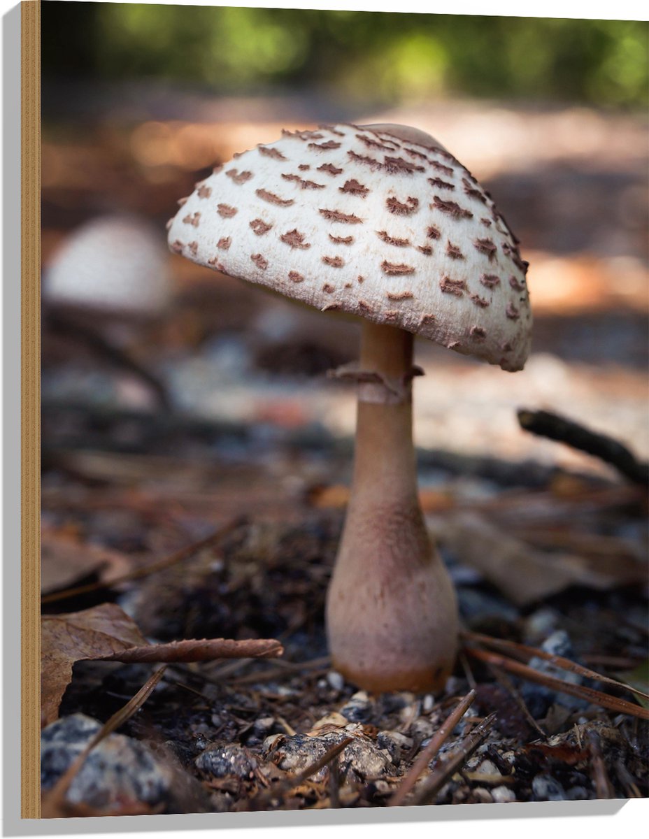 Hout - Knolparasolzwam Paddenstoel in Bos - 60x80 cm - 12 mm dik - Foto op Hout (Met Ophan
