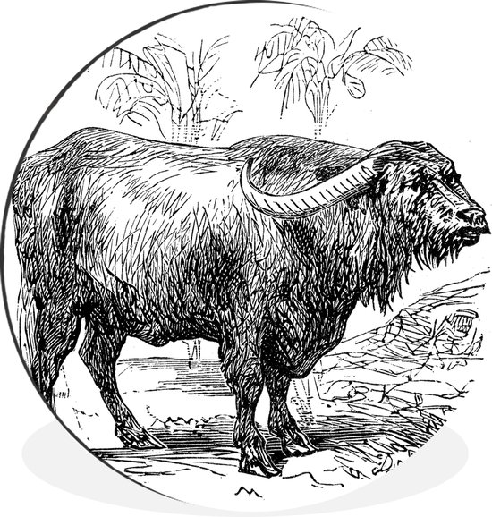 WallCircle - Wandcirkel - Muurcirkel - Illustratie van een waterbuffel in het zwart-wit - Aluminium - Dibond - ⌀ 60 cm - Binnen en Buiten