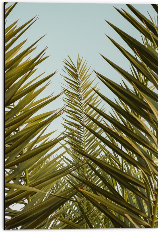 WallClassics - Dibond - Palmboom Planten met Blauwe Lucht - 50x75 cm Foto op Aluminium (Wanddecoratie van metaal)