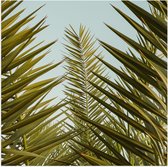 WallClassics - Poster Glanzend – Palmboom Planten met Blauwe Lucht - 80x80 cm Foto op Posterpapier met Glanzende Afwerking