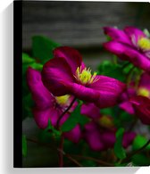 WallClassics - Toile - Fleurs de gentiane violet-rose - 30x40 cm Photo sur toile (Décoration murale sur toile)
