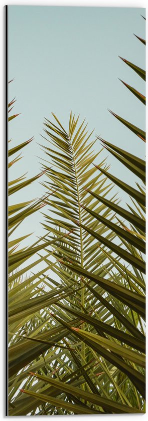 WallClassics - Dibond - Palmboom Planten met Blauwe Lucht - 20x60 cm Foto op Aluminium (Wanddecoratie van metaal)