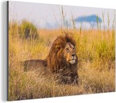 Wanddecoratie Metaal - Aluminium Schilderij Industrieel - Mannetjes leeuw tussen het gras hoge gras in het Nationaal park Serengeti - 120x80 cm - Dibond - Foto op aluminium - Industriële muurdecoratie - Voor de woonkamer/slaapkamer
