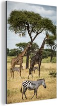 Wanddecoratie Metaal - Aluminium Schilderij Industrieel - Giraffen en Zebras samen op de savanne van het Nationaal park Serengeti - 80x120 cm - Dibond - Foto op aluminium - Industriële muurdecoratie - Voor de woonkamer/slaapkamer