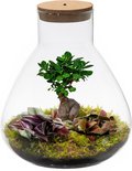 Ecosysteem plant met lamp - Ecoworld Bonsai Biosphere + Terrarium plant 3 stuks -1 Bonsai en 2 Gekleurde Terrarium Planten - Piramide - Glas XL - Ø 30 cm - Hoogte 36 cm