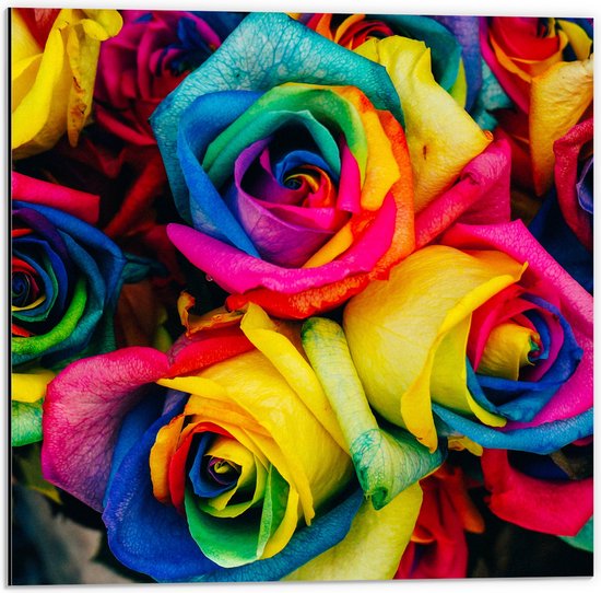 WallClassics - Dibond - Regenboog Rozen - 50x50 cm Foto op Aluminium (Met Ophangsysteem)