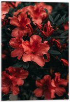 WallClassics - Acrylglas - Rode Bloem met Groen Blad - 40x60 cm Foto op Acrylglas (Met Ophangsysteem)