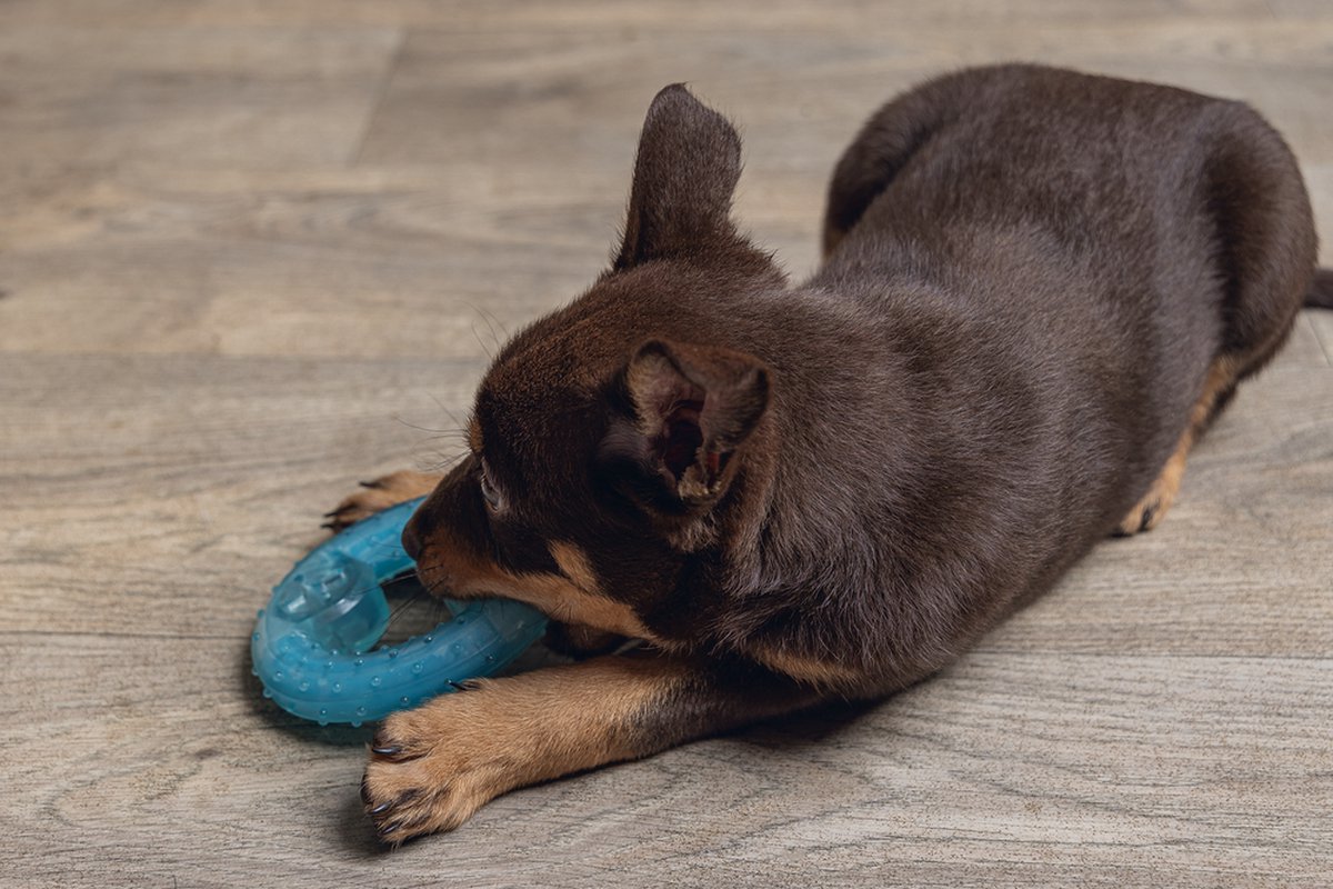 Beeztees Puppy Koel Bijtring Lou - Puppy Speelgoed thumbnail 5