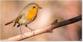 Tuinposter - Vogels - Roodborstje - Takken - Dieren - Natuur - 160x80 cm - Tuin decoratie - Wanddecoratie - Tuindoek