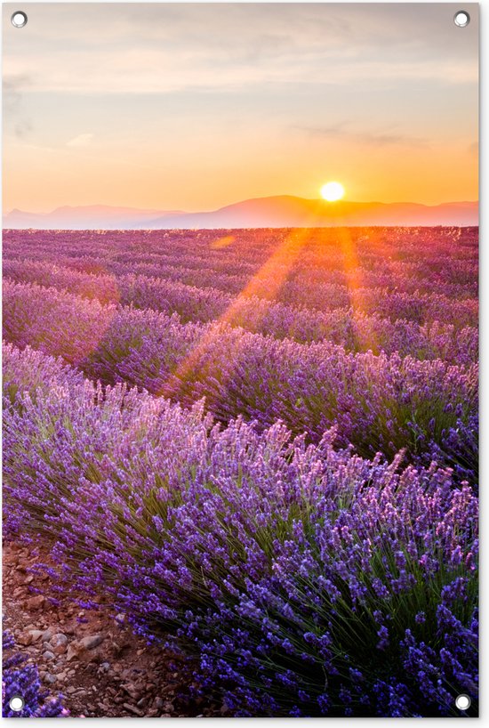 tuinposter-lavendel-zonsondergang-bloemen-natuur-paars
