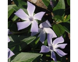 6x Maagdenpalm - Vinca difformis (= acutiloba) - Pot 9x9cm