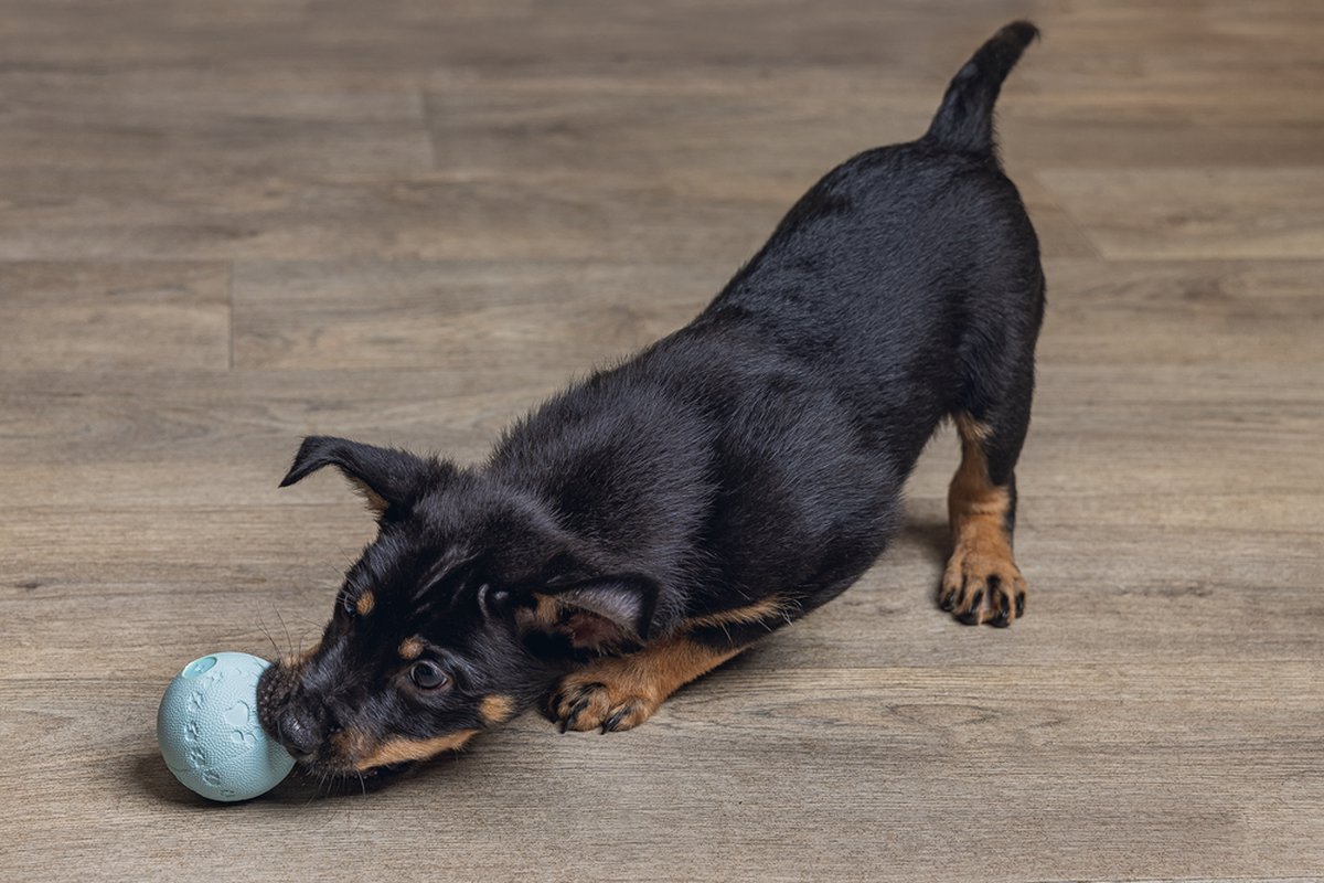 Beeztees Puppy Play Bal - Hondenspeelgoed thumbnail 3