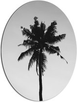 Dibond Ovaal - Palmboom in het Zwart Wit - 51x68 cm Foto op Ovaal (Met Ophangsysteem)