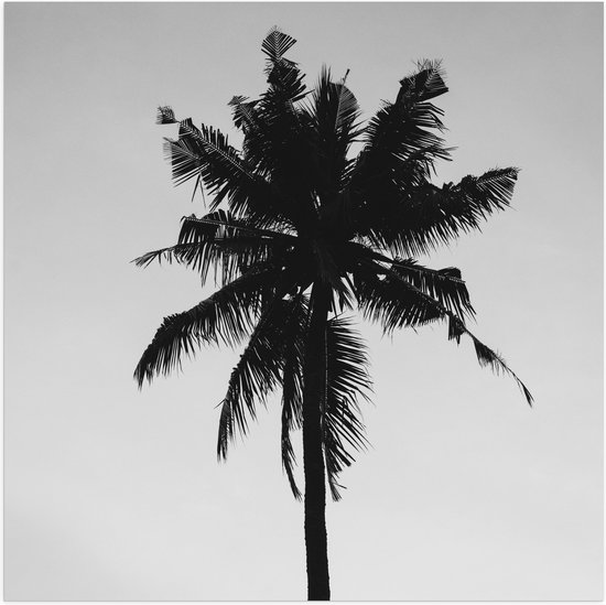 Poster (Mat) - Palmboom in het Zwart Wit - 50x50 cm Foto op Posterpapier met een Matte look