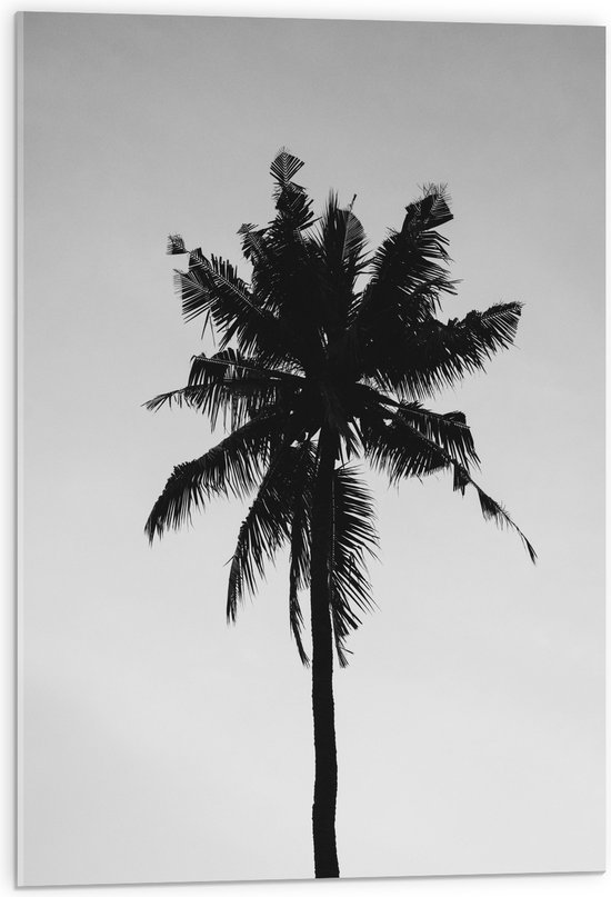 Acrylglas - Palmboom in het Zwart Wit - 50x75 cm Foto op Acrylglas (Met Ophangsysteem)