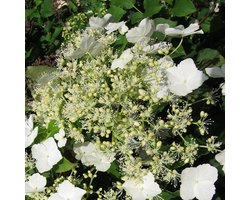 Klimhortensia - Hydrangea anomala petiolaris - 30-40 cm