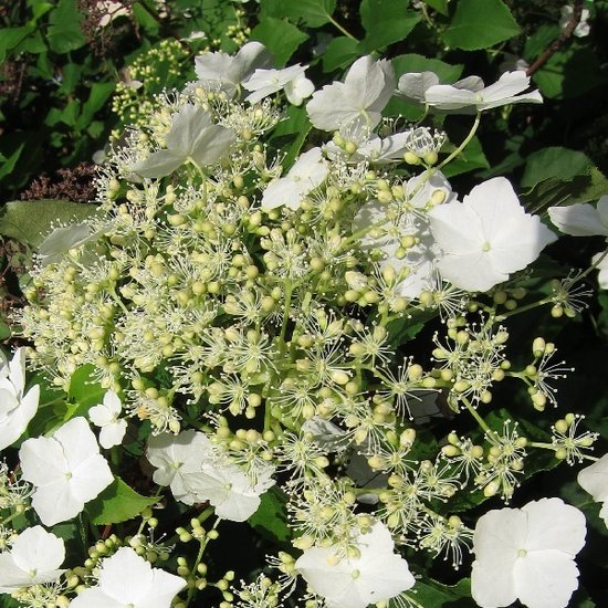 Klimhortensia - Hydrangea anomala petiolaris - 30-40 cm