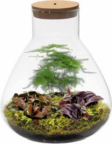 Ecosysteem plant met lamp - Ecoworld Tropical Biosphere - Terrarium plant in glas - 3 Gekleurde Planten - Piramide Glas - Ø 23 cm - Hoogte 26 cm