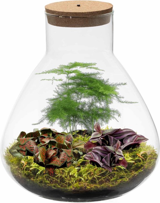 Ecosysteem plant met lamp - Ecoworld Tropical Biosphere - Terrarium plant  in glas - 3... | bol.com
