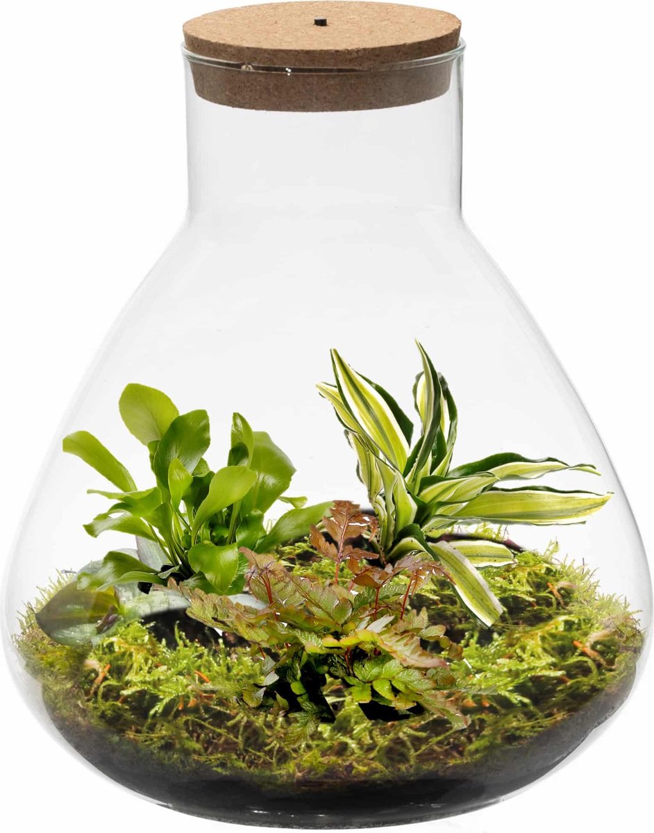 Ecosysteem plant met lamp - Ecoworld Jungle Biosphere - Flessentuin - 3  Varen Planten... | bol.com
