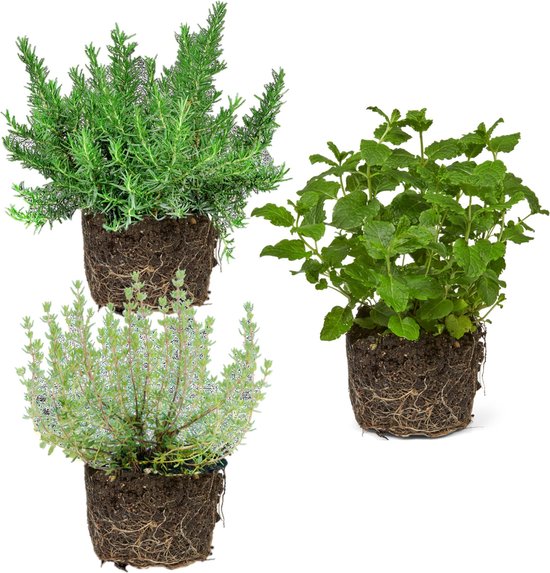 Ecoworld Kruiden planten + Antraciet Potten - Makkelijk te verzorgen  soorten - 3... | bol.com