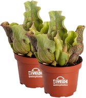 vdvelde.com - Trompetbekerplant Sarracenia Purpurea Venosa - 2 stuks - Winterharde Vleesetende Planten - Van der Velde Waterplanten