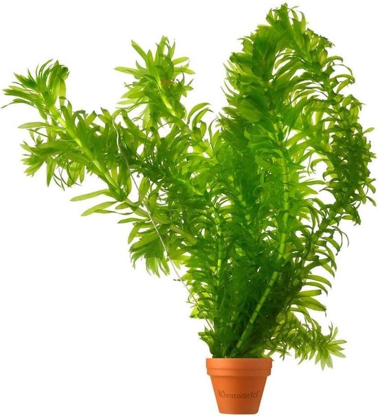 Waterpest Plantjes Elodea Densa - 5 bosjes - Hoogte 20 cm - Zuurstofplant  voor Vijver... | bol.com