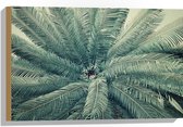 WallClassics - Hout - Bovenaanzicht van Groene Palmboom - 60x40 cm - 9 mm dik - Foto op Hout (Met Ophangsysteem)