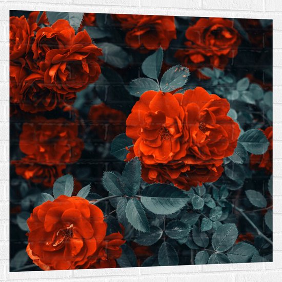 WallClassics - Muursticker - Rode Volle Bloemen in Donkergroene Struik - 100x100 cm Foto op Muursticker