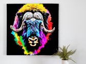 Exploding Muskox in Color kunst - 60x60 centimeter op Plexiglas | Foto op Plexiglas - wanddecoratie