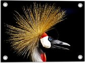 WallClassics - Tuinposter – Zijaanzicht van Kraanvogels op Zwarte Achtergrond - 40x30 cm Foto op Tuinposter (wanddecoratie voor buiten en binnen)