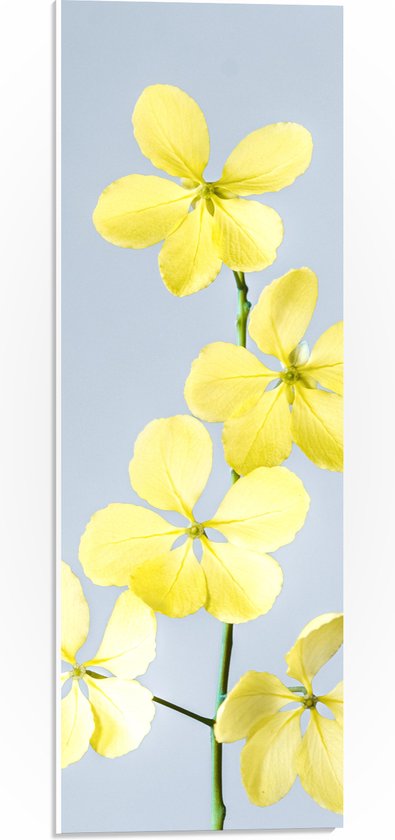 PVC Schuimplaat - Gele Bloemen met Grijze Achtergrond - 20x60 cm Foto op PVC Schuimplaat (Met Ophangsysteem)