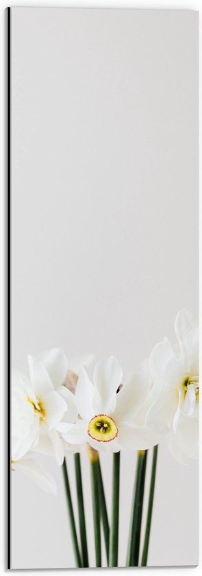 Dibond - Zevental Witte Bloemetjes tegen Witte Achtergrond - 20x60 cm Foto op Aluminium (Met Ophangsysteem)