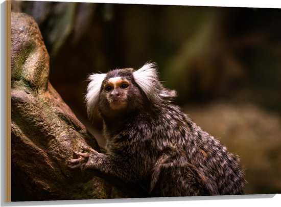 Hout - Omhoogkijkende Marmoset Aap op Rots - 100x75 cm - 9 mm dik ...