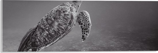 WallClassics - Acrylglas - Zeeschildpad Zwemmend naar Wateroppervlak (Zwart- wit) - 60x20 cm Foto op Acrylglas (Met Ophangsysteem)