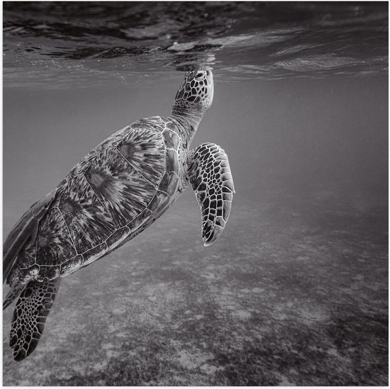 Poster (Mat) - Zeeschildpad Zwemmend naar Wateroppervlak (Zwart- wit) - 50x50 cm Foto op Posterpapier met een Matte look