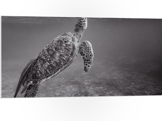 WallClassics - PVC Schuimplaat - Zeeschildpad Zwemmend naar Wateroppervlak (Zwart- wit) - 100x50 cm Foto op PVC Schuimplaat (Met Ophangsysteem)