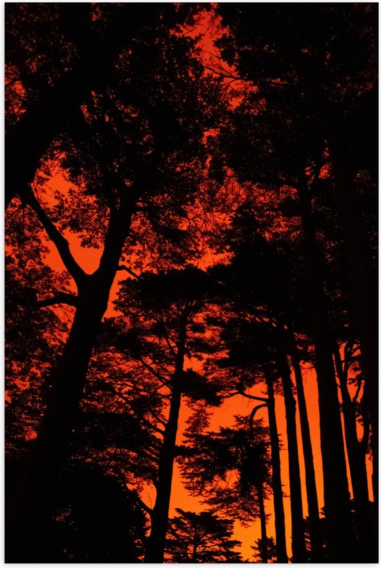 WallClassics - Poster (Mat) - Silhouet van Groep Bomen tegen Oranje Lucht - 40x60 cm Foto op Posterpapier met een Matte look