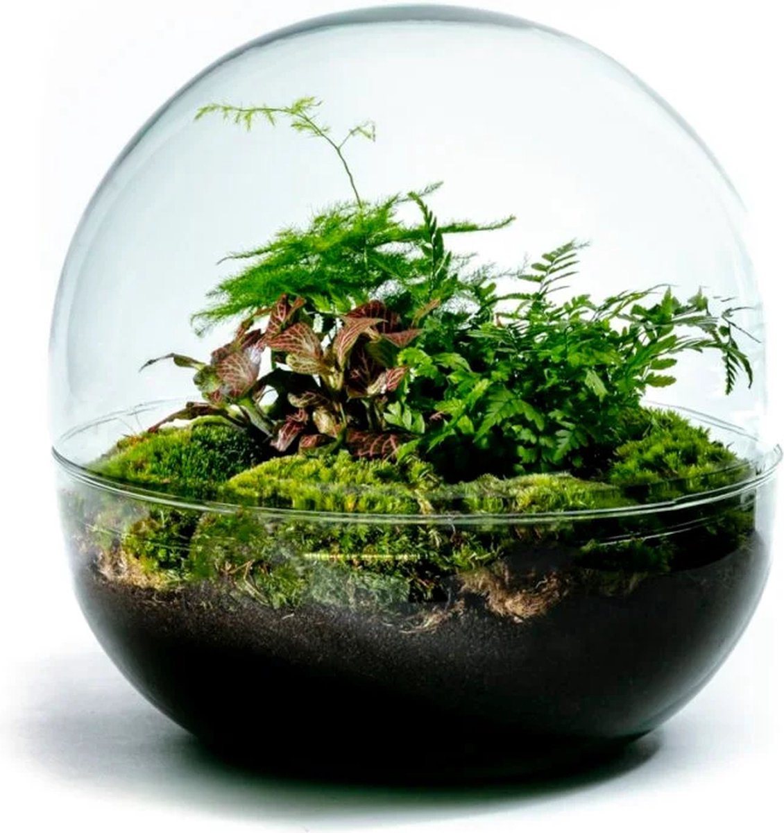Terrarium Earth Large doe het zelf pakket mini ecosysteem 3