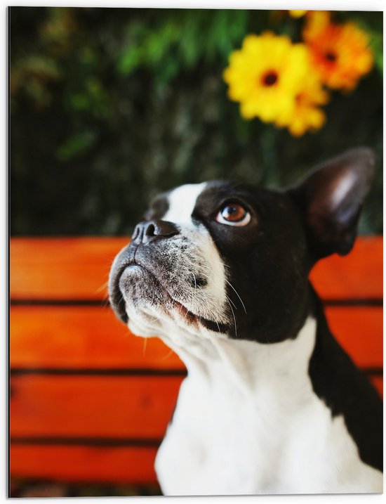 Dibond - Zwart met Witte Boston Terriër Hond voor Gele Bloemenstruik - 60x80 cm Foto op Aluminium (Met Ophangsysteem)